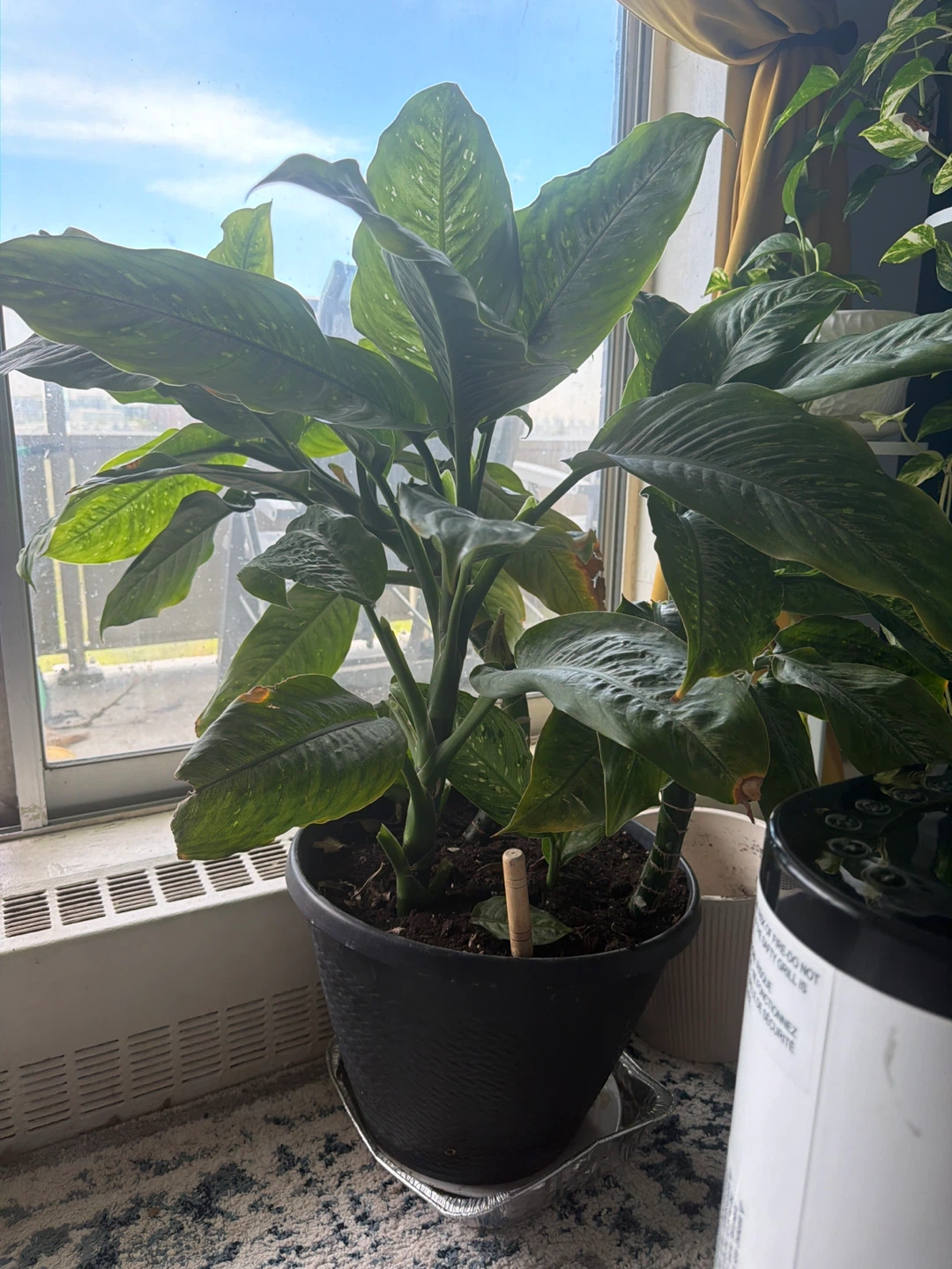 Large Dieffenbachia Plant in Black Pot - photo 2