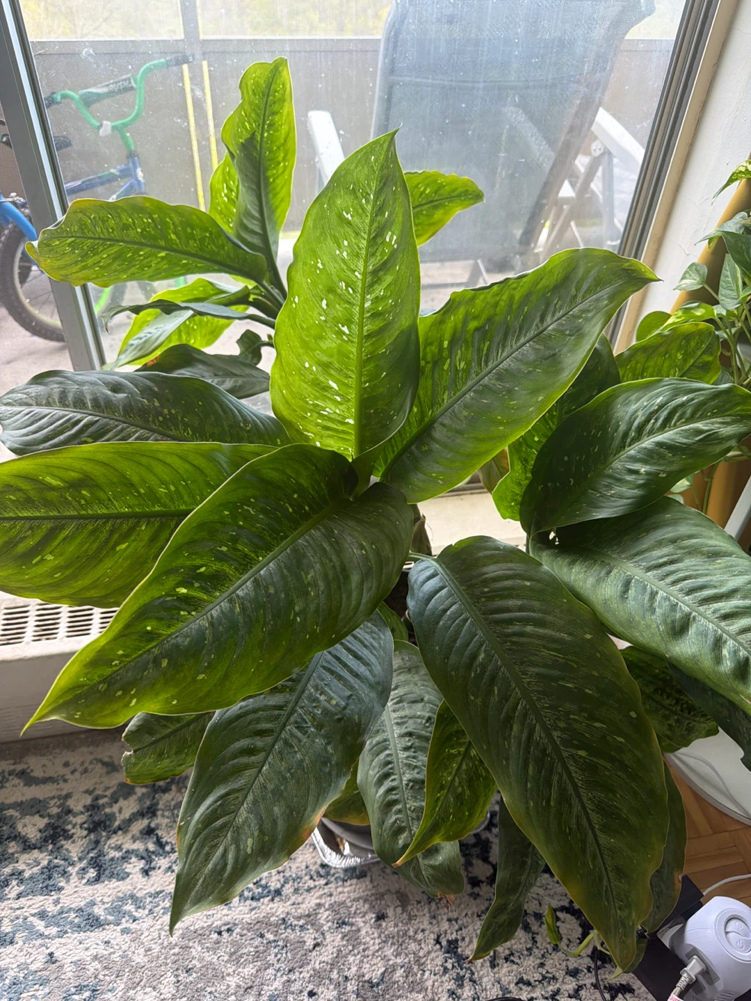 Large Dieffenbachia Plant in Black Pot