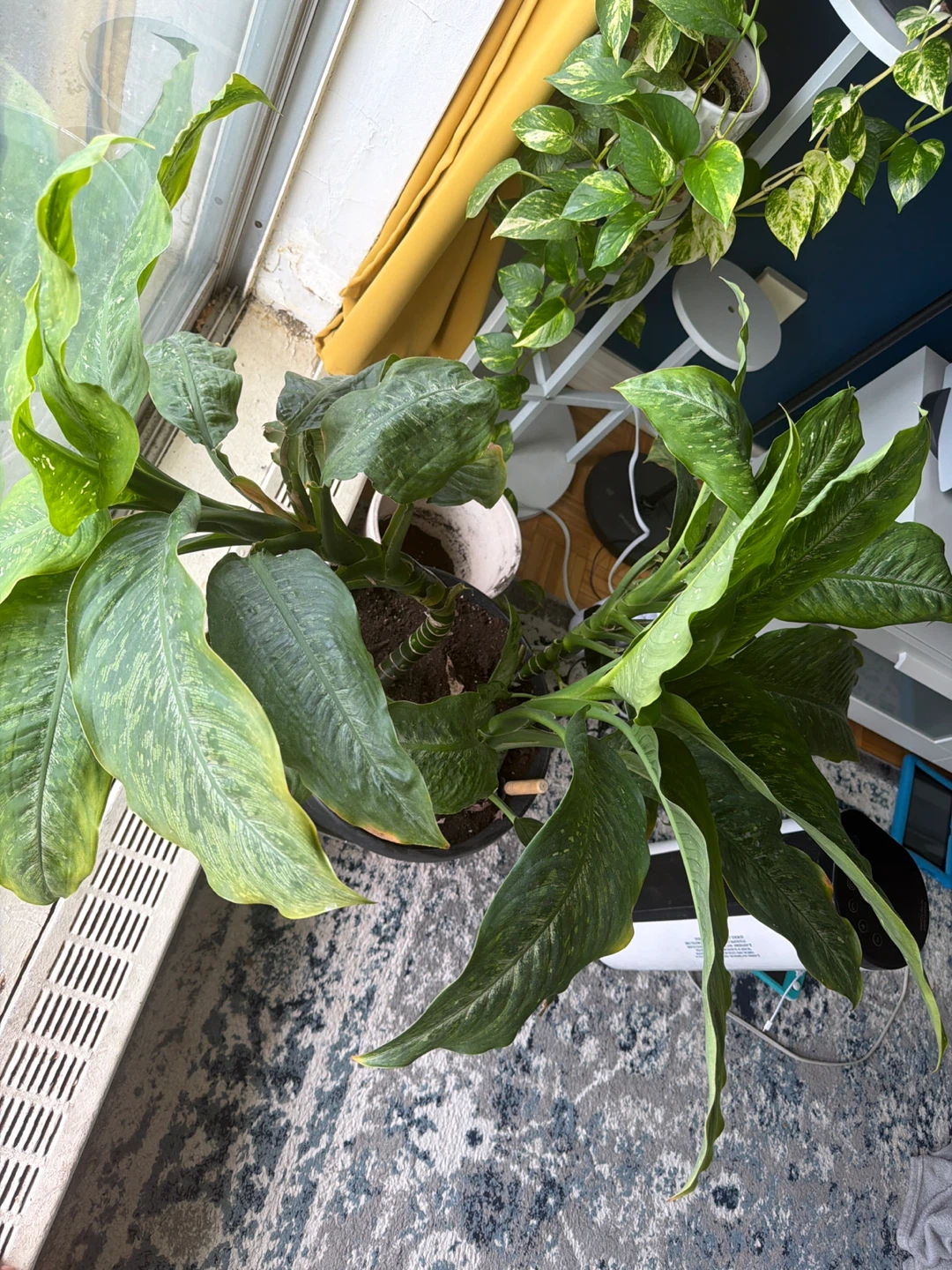 Large Dieffenbachia Plant in Black Pot - photo 4