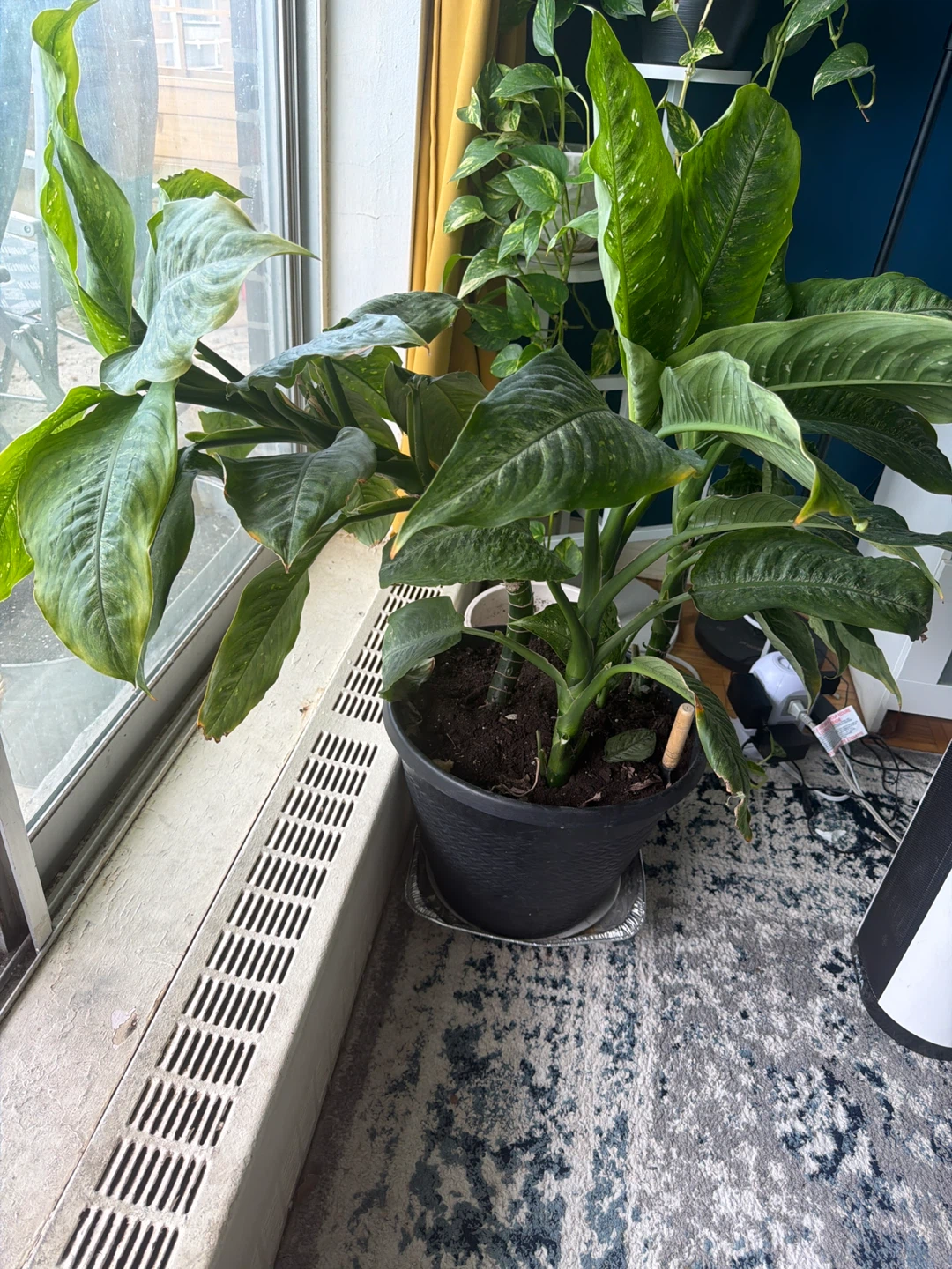 Large Dieffenbachia Plant in Black Pot - photo 3