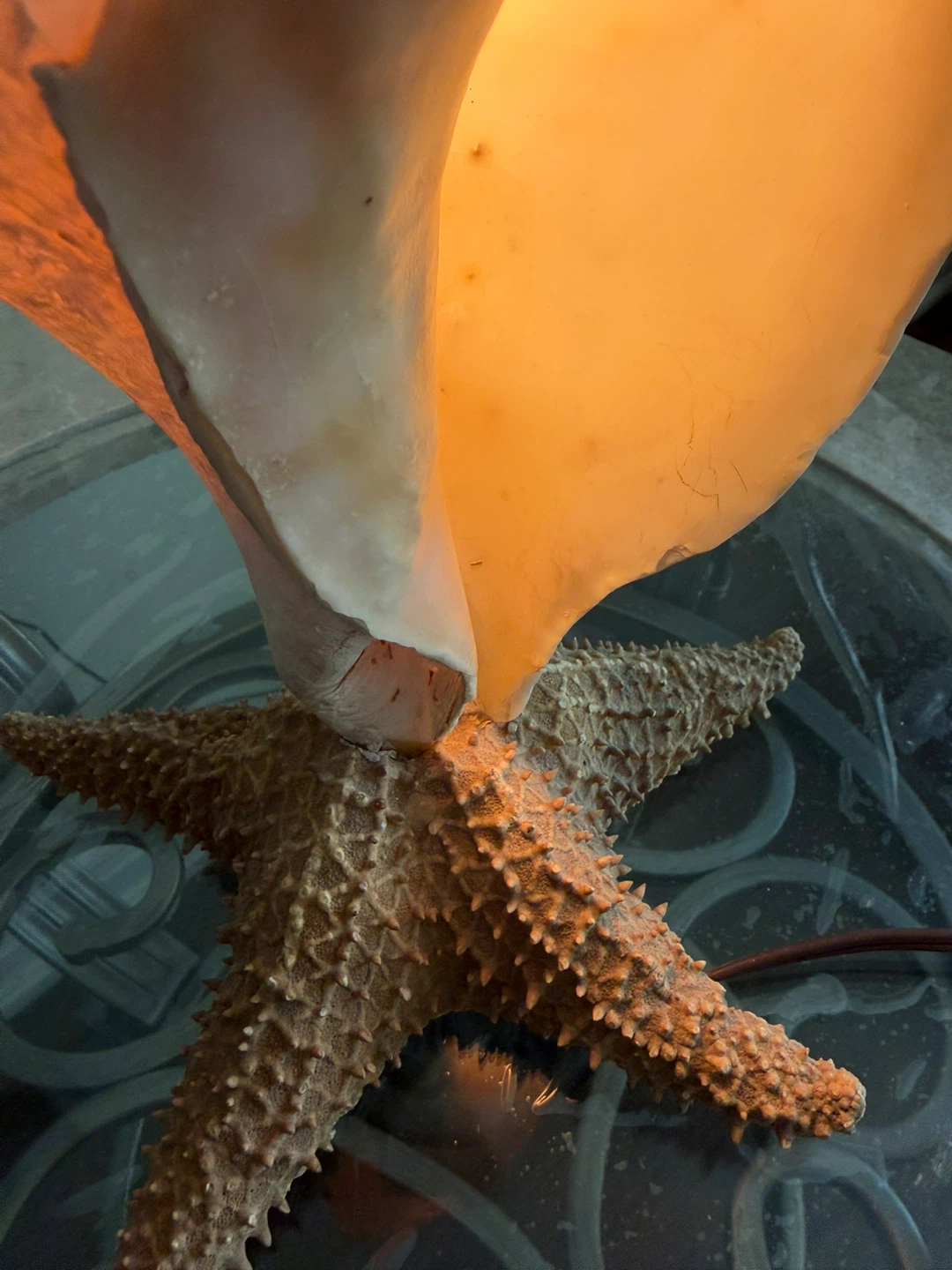 Seashell and Starfish Lamp - photo 4