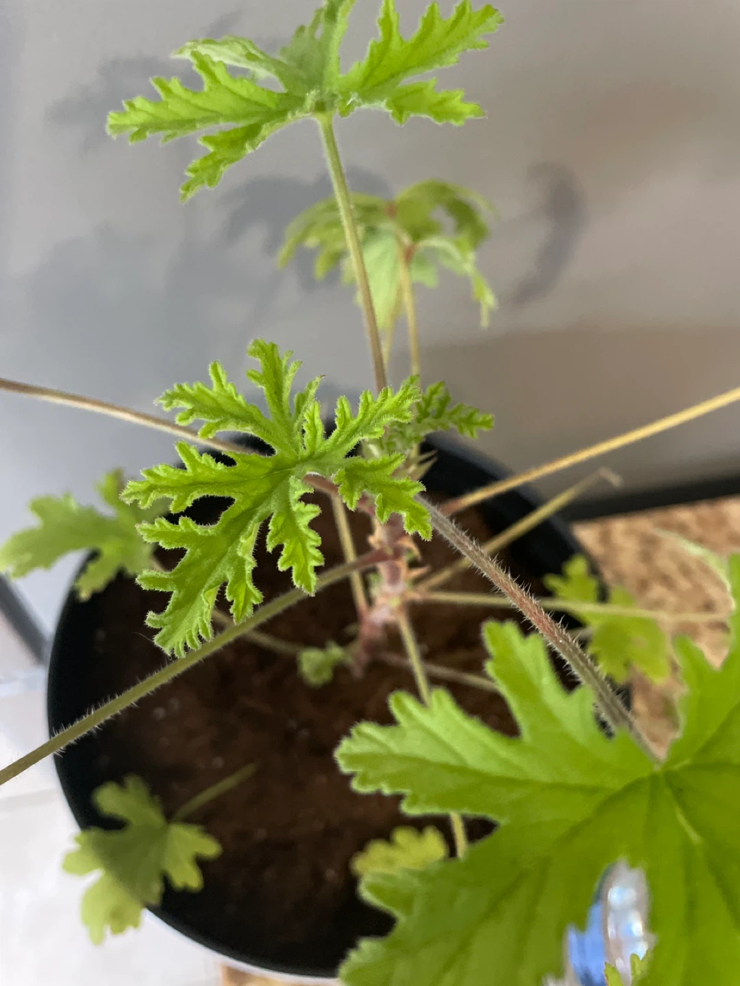 Potted Citronella Plant - photo 4