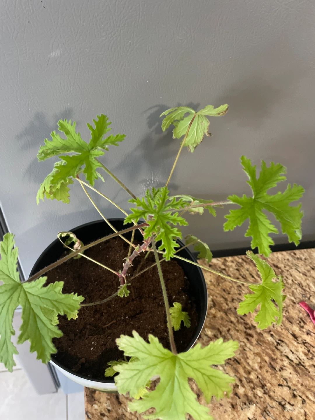 Potted Citronella Plant - photo 2