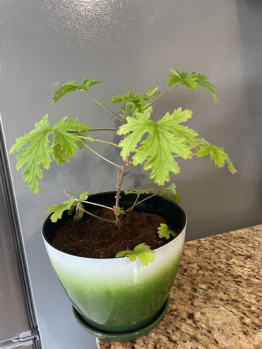 Potted Citronella Plant