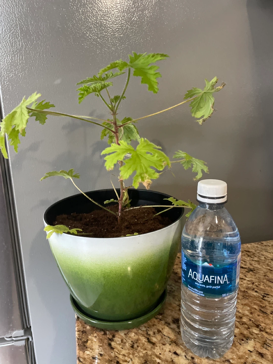 Potted Citronella Plant - photo 3
