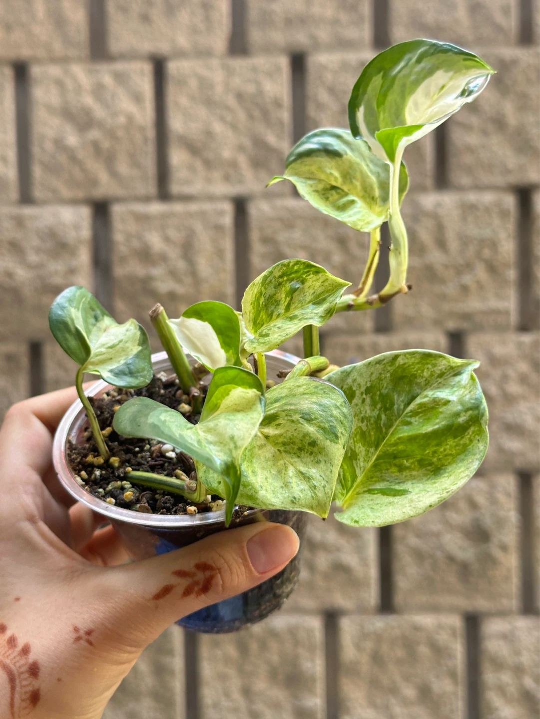 Manjula Pothos Plant - photo 2
