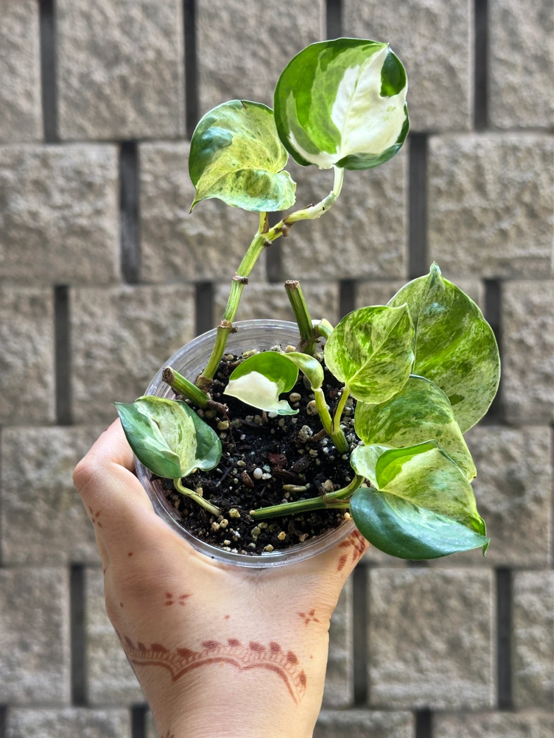Manjula Pothos Plant
