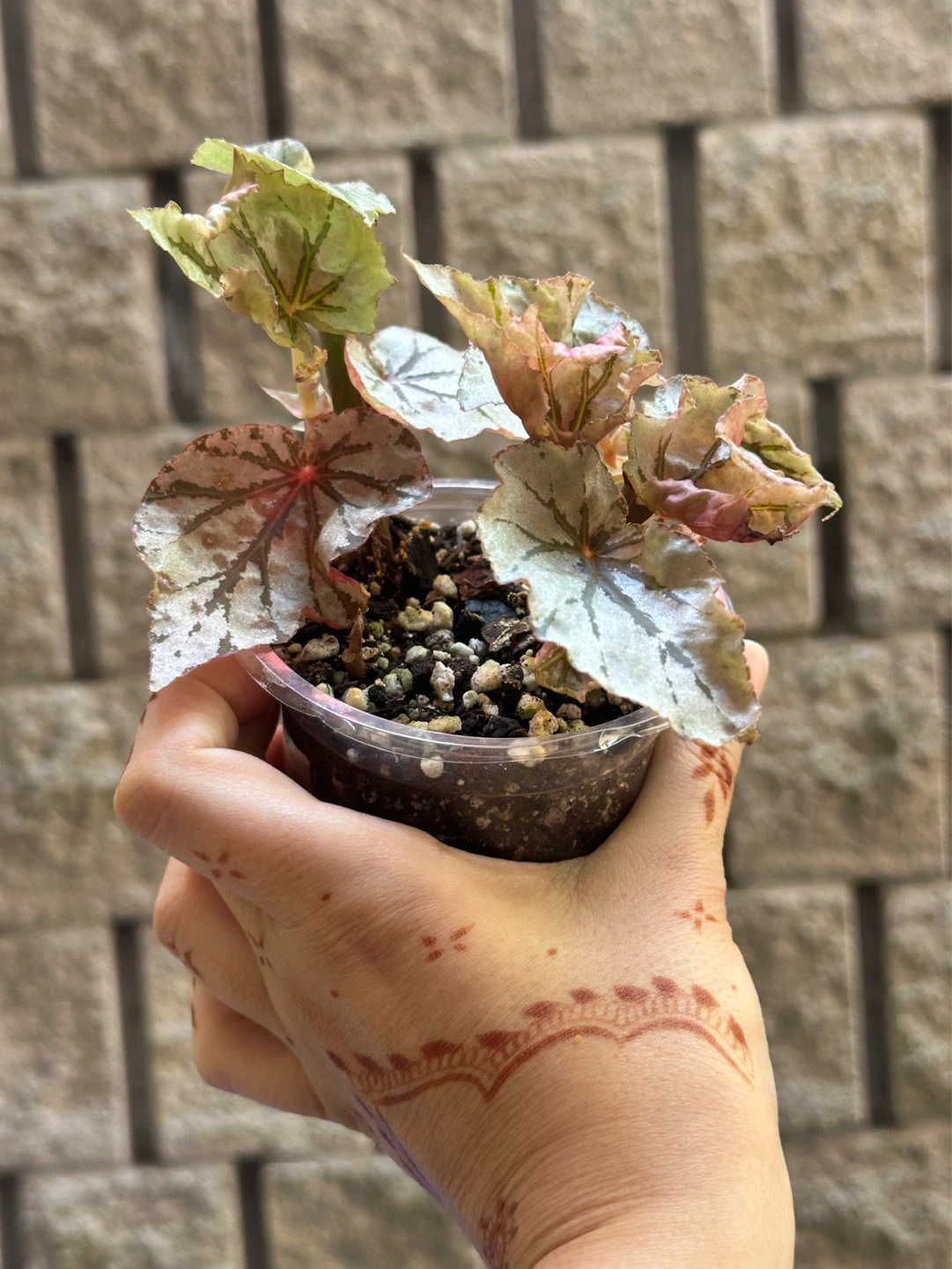 Begonia Looking Glass Plant - photo 2