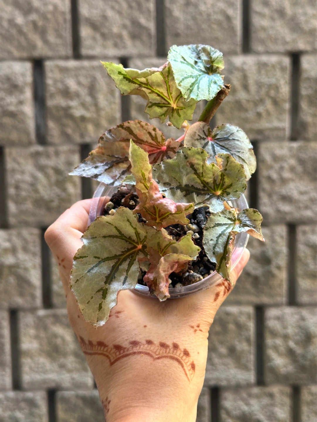 Begonia Looking Glass Plant