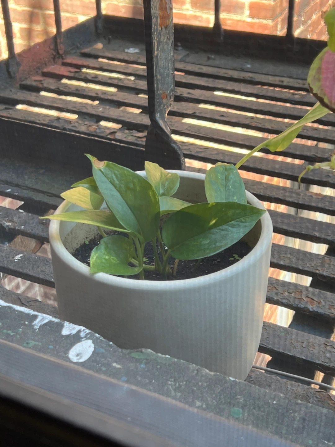 Pothos Plant in White Ceramic Pot