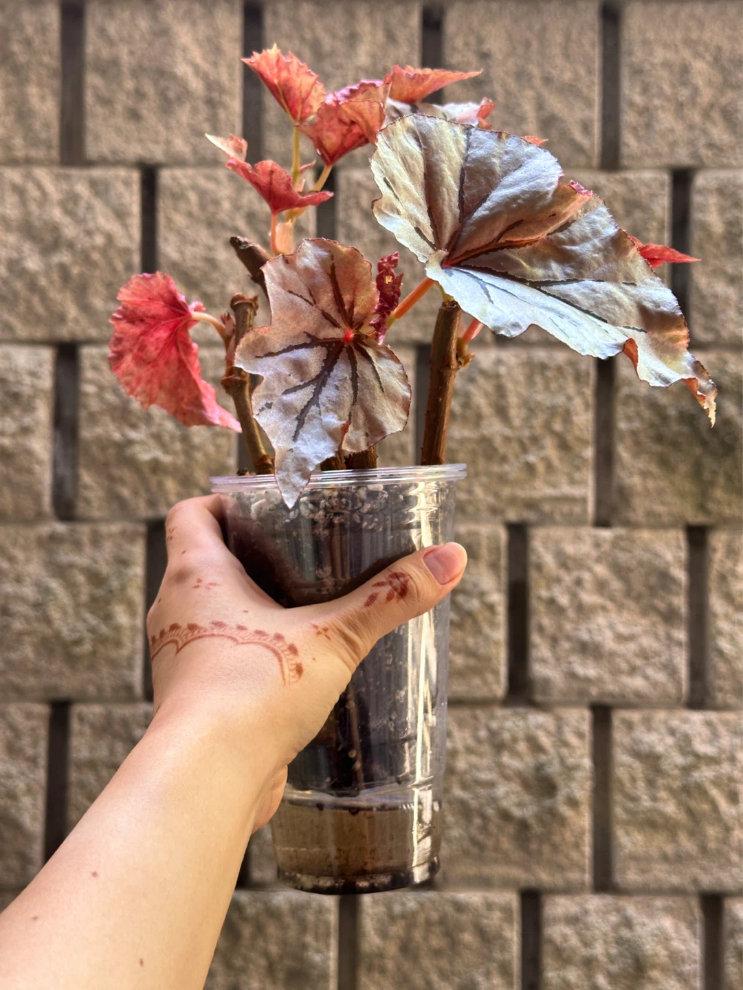 Begonia Looking Glass Plant - photo 3