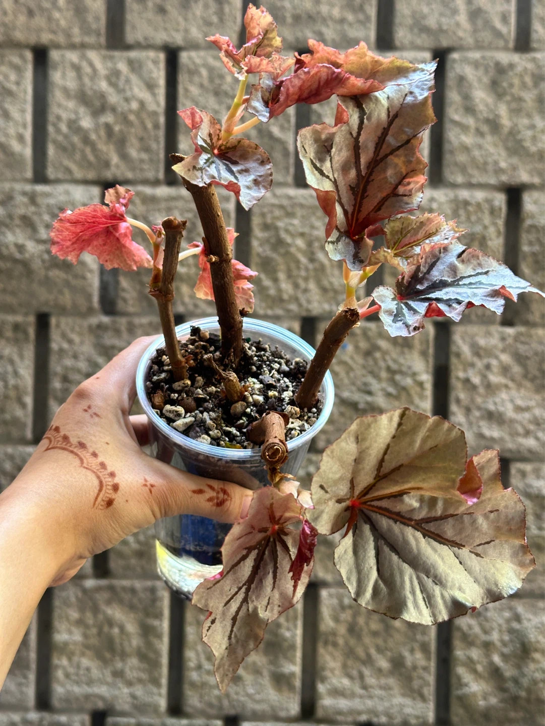 Begonia Looking Glass Plant