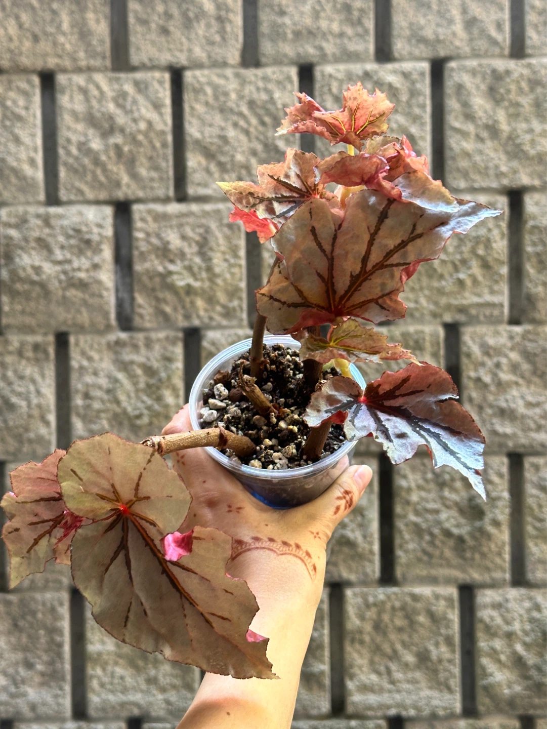 Begonia Looking Glass Plant - photo 2