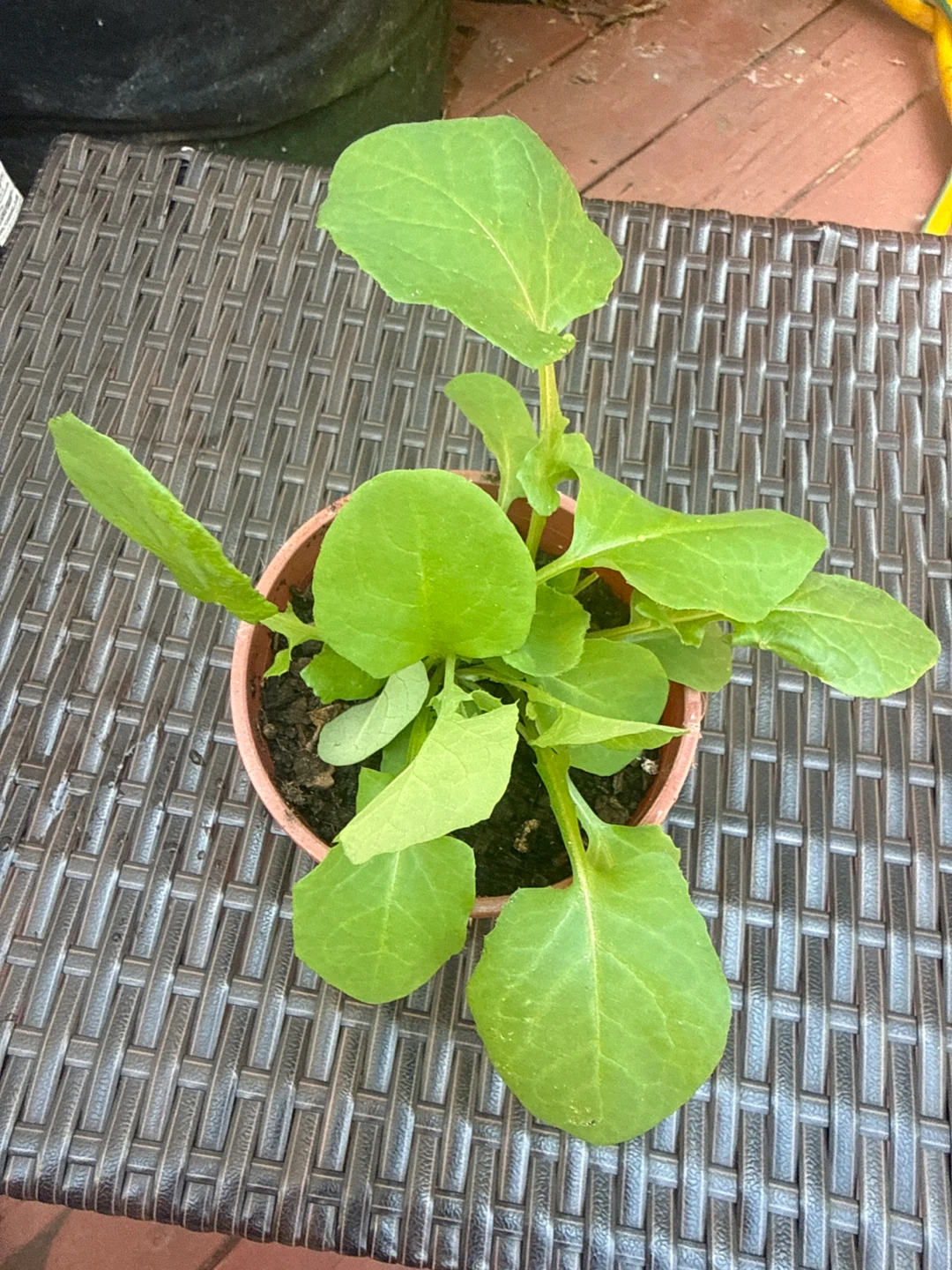 Young Radish Plant in Pot