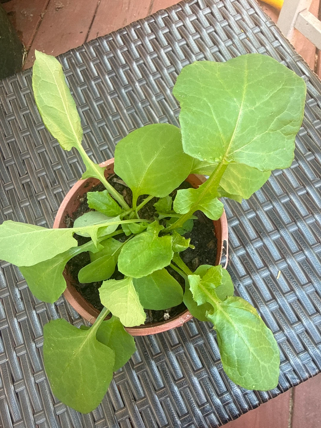 Young Radish Plant in Pot - photo 4
