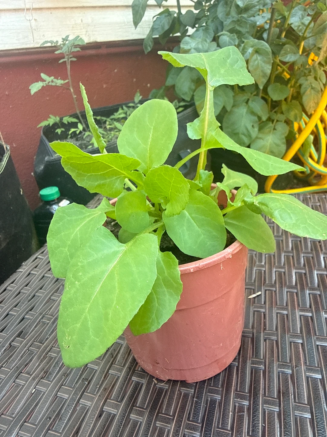 Young Radish Plant in Pot - photo 3