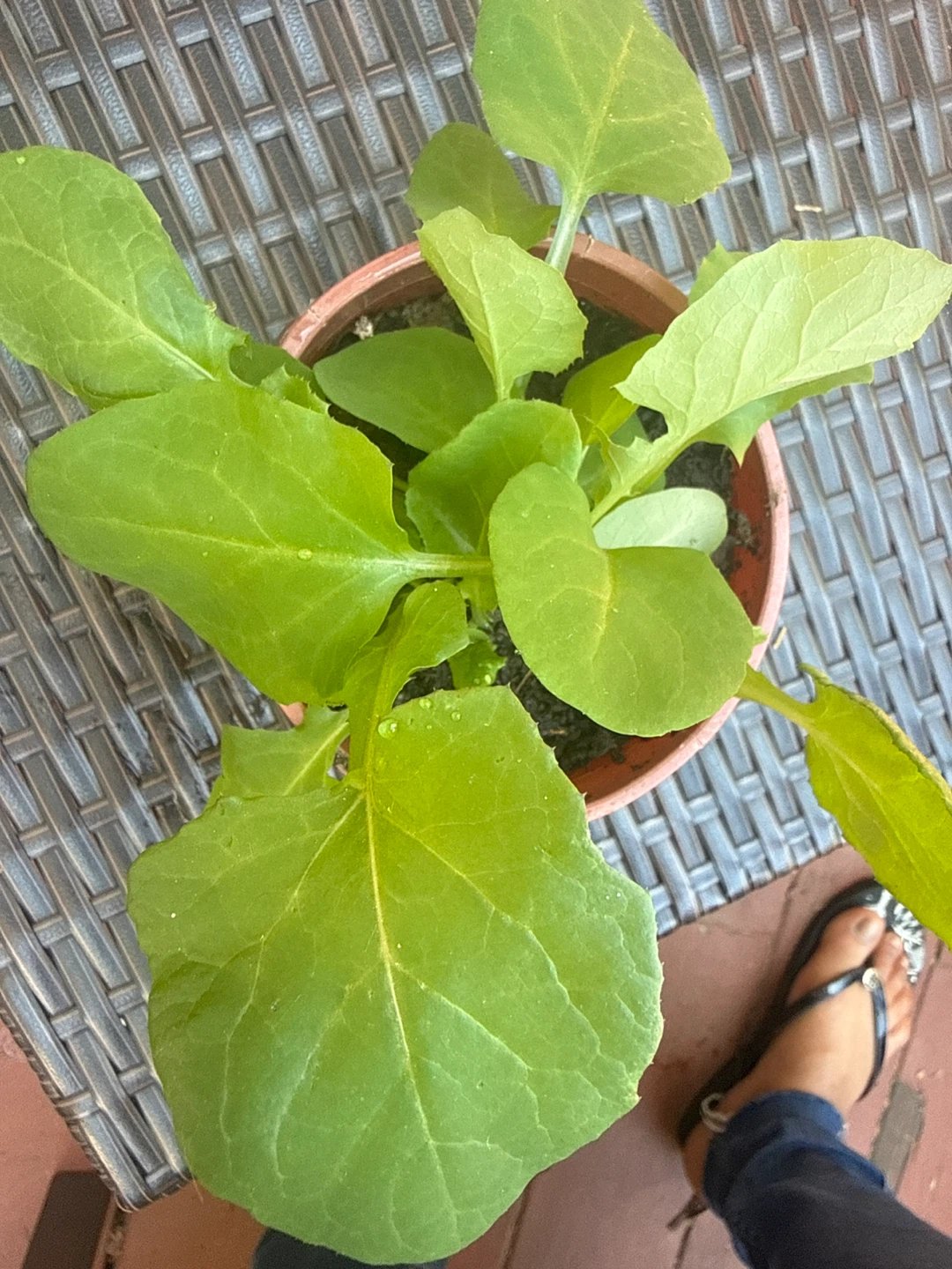 Young Radish Plant in Pot - photo 2
