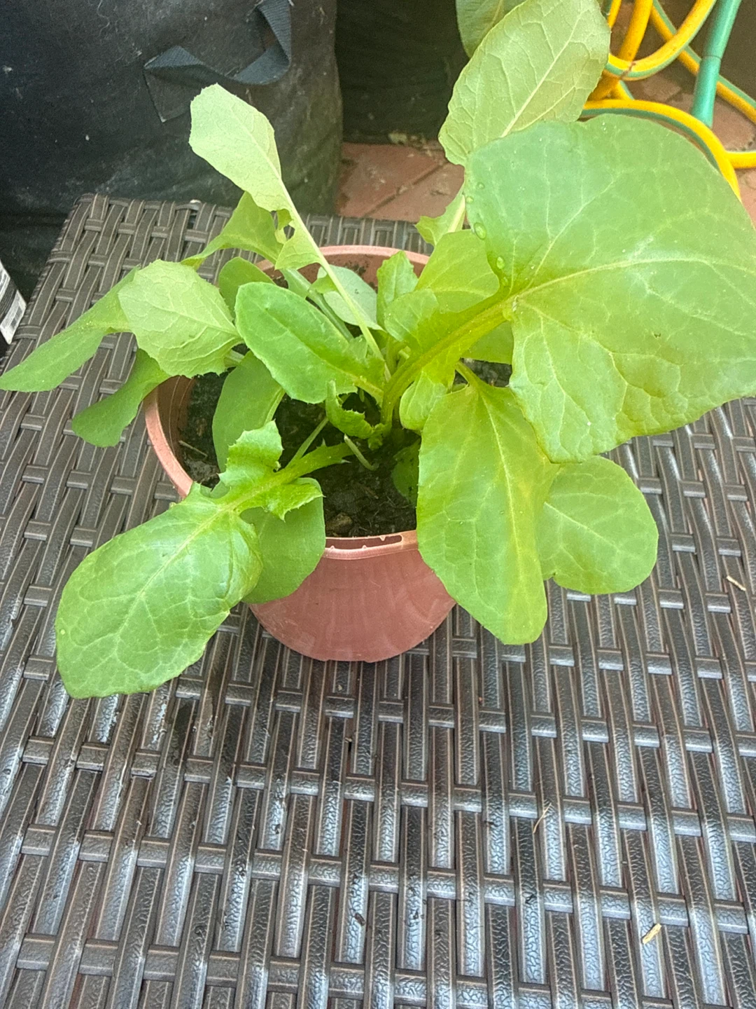 Young Radish Plant in Pot - photo 5