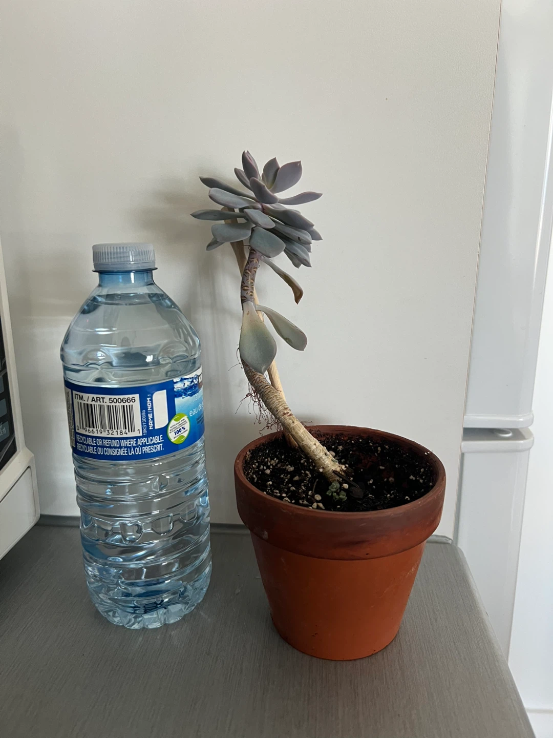Plant #1: Echeveria Succulent Plant in Terracotta Pot - photo 3