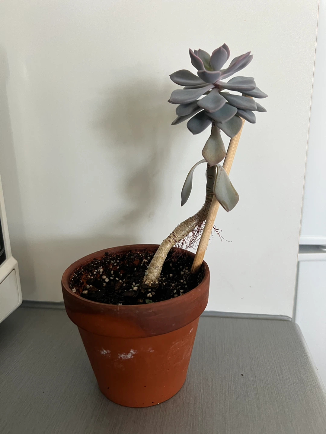 Plant #1: Echeveria Succulent Plant in Terracotta Pot - photo 2