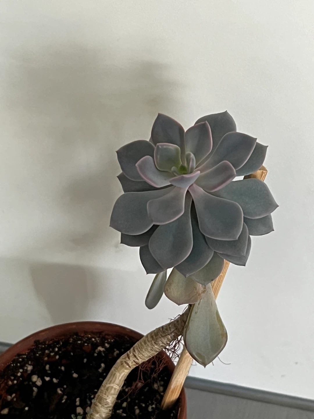 Plant #1: Echeveria Succulent Plant in Terracotta Pot