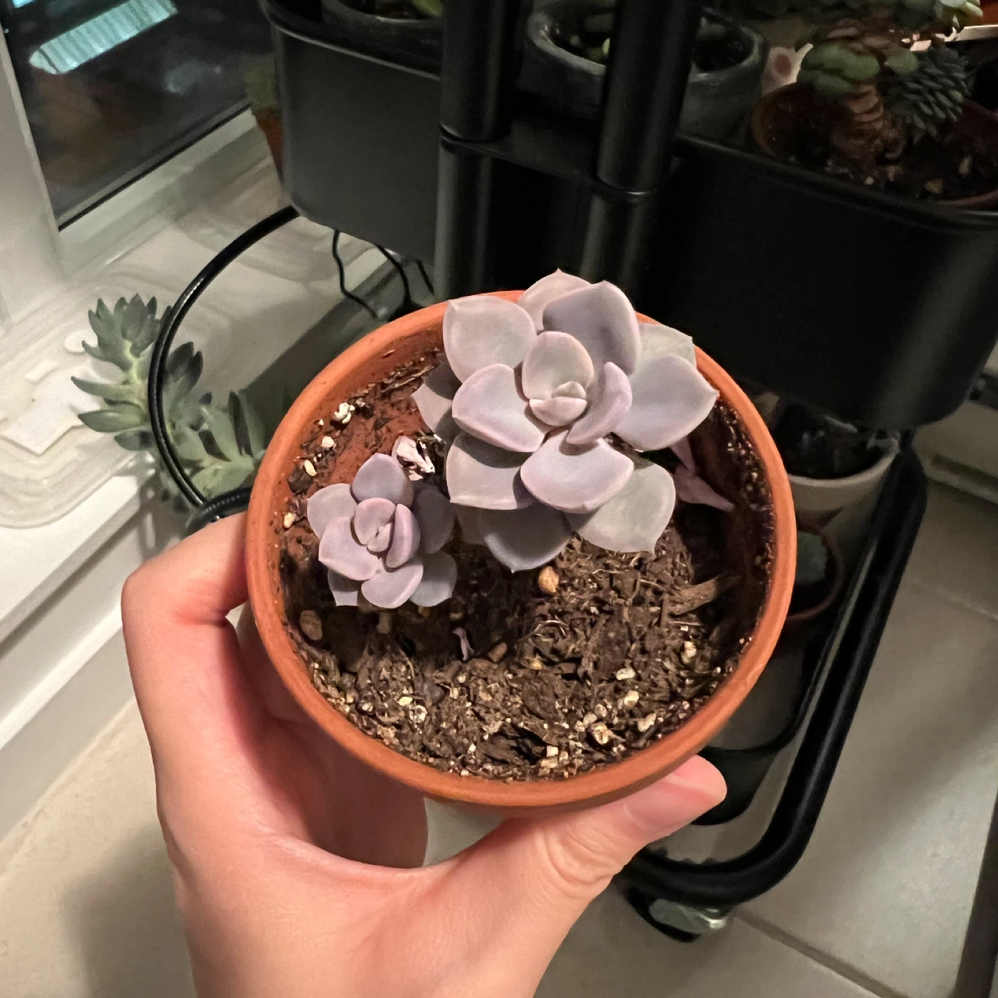 Plant #1: Echeveria Succulent Plant in Terracotta Pot - photo 4