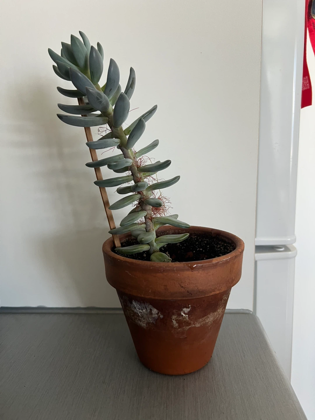 Plant #2: Succulent Plant in Terracotta Pot