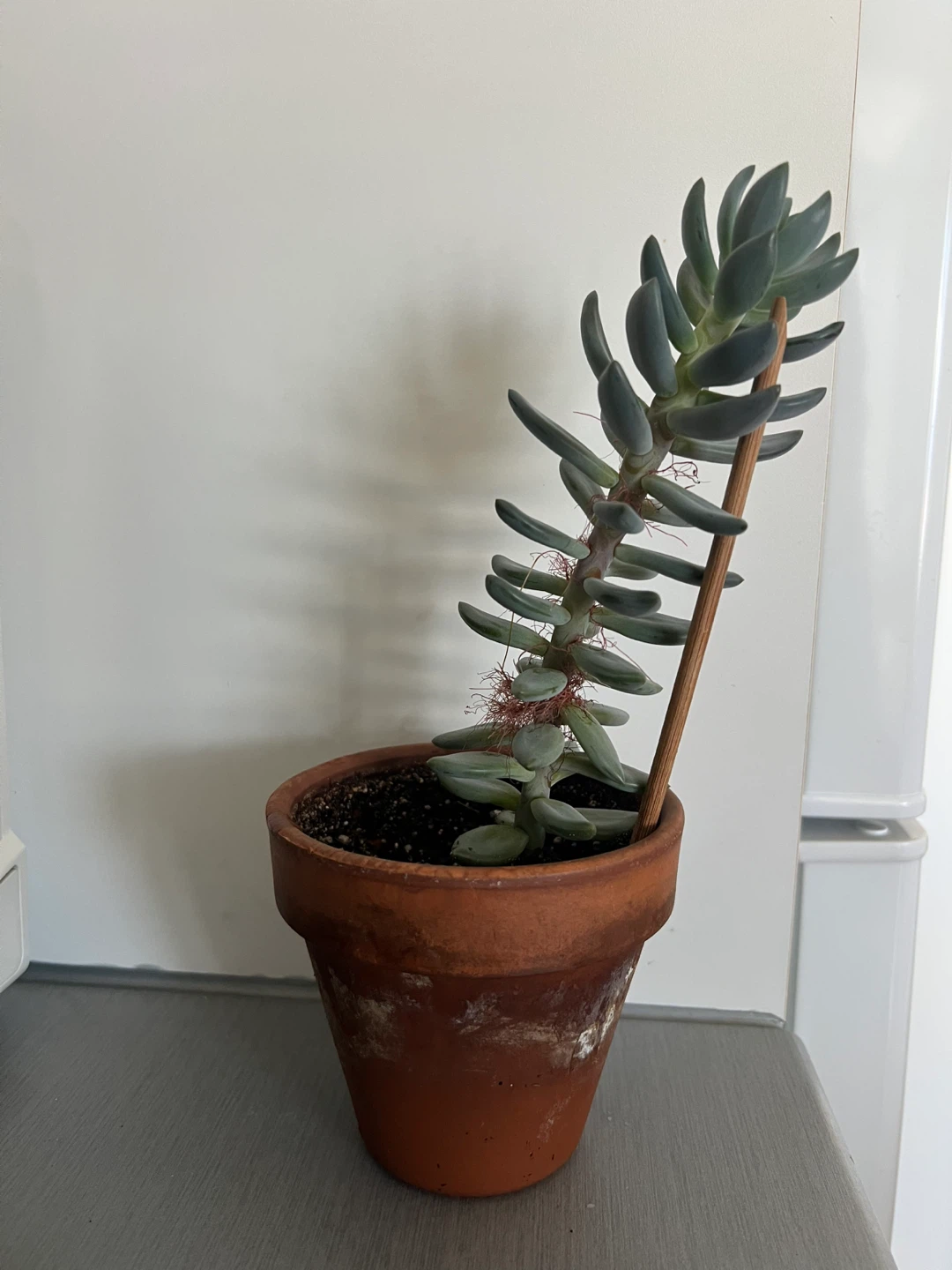 Plant #2: Succulent Plant in Terracotta Pot - photo 2