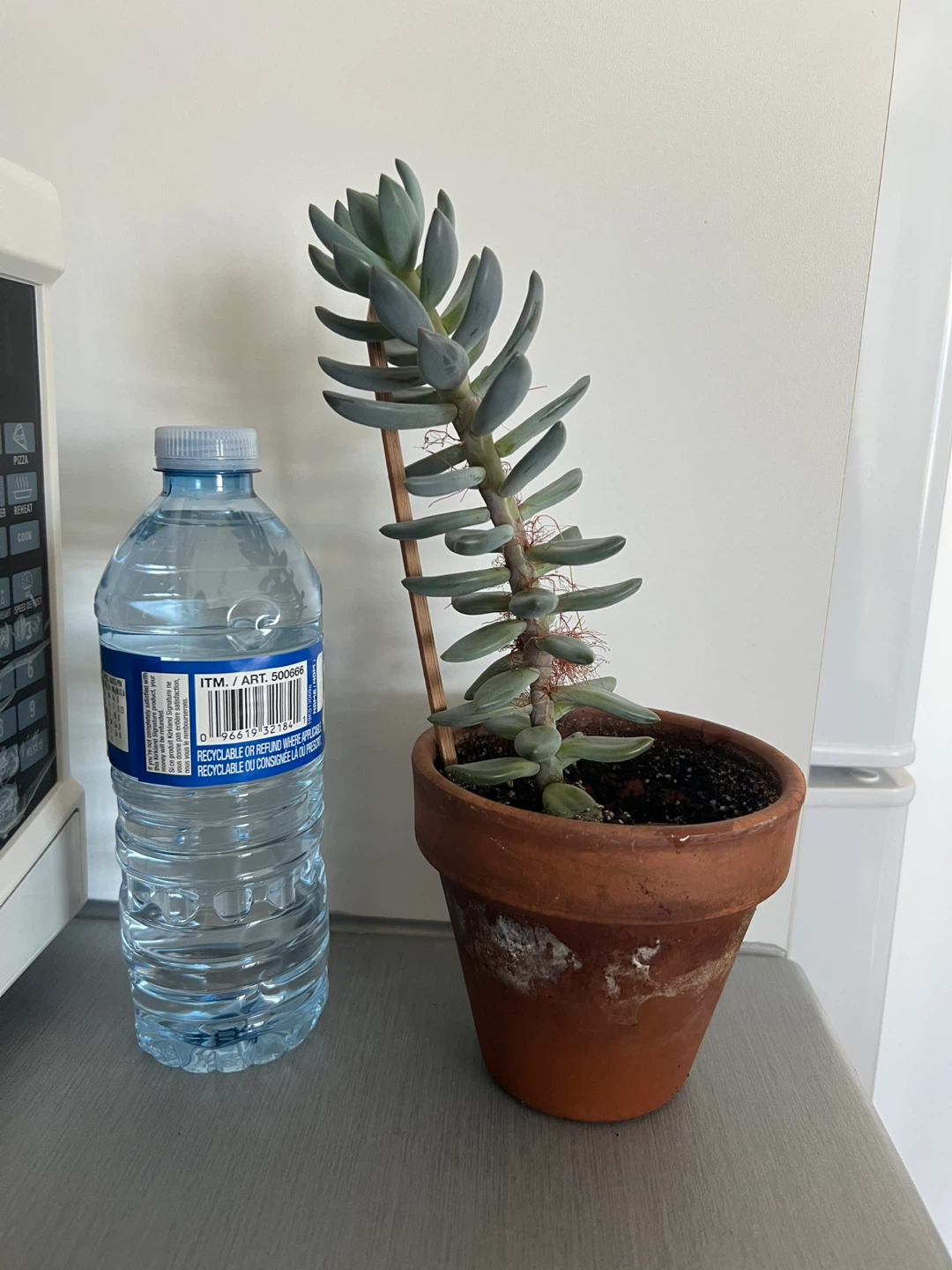 Plant #2: Succulent Plant in Terracotta Pot - photo 3