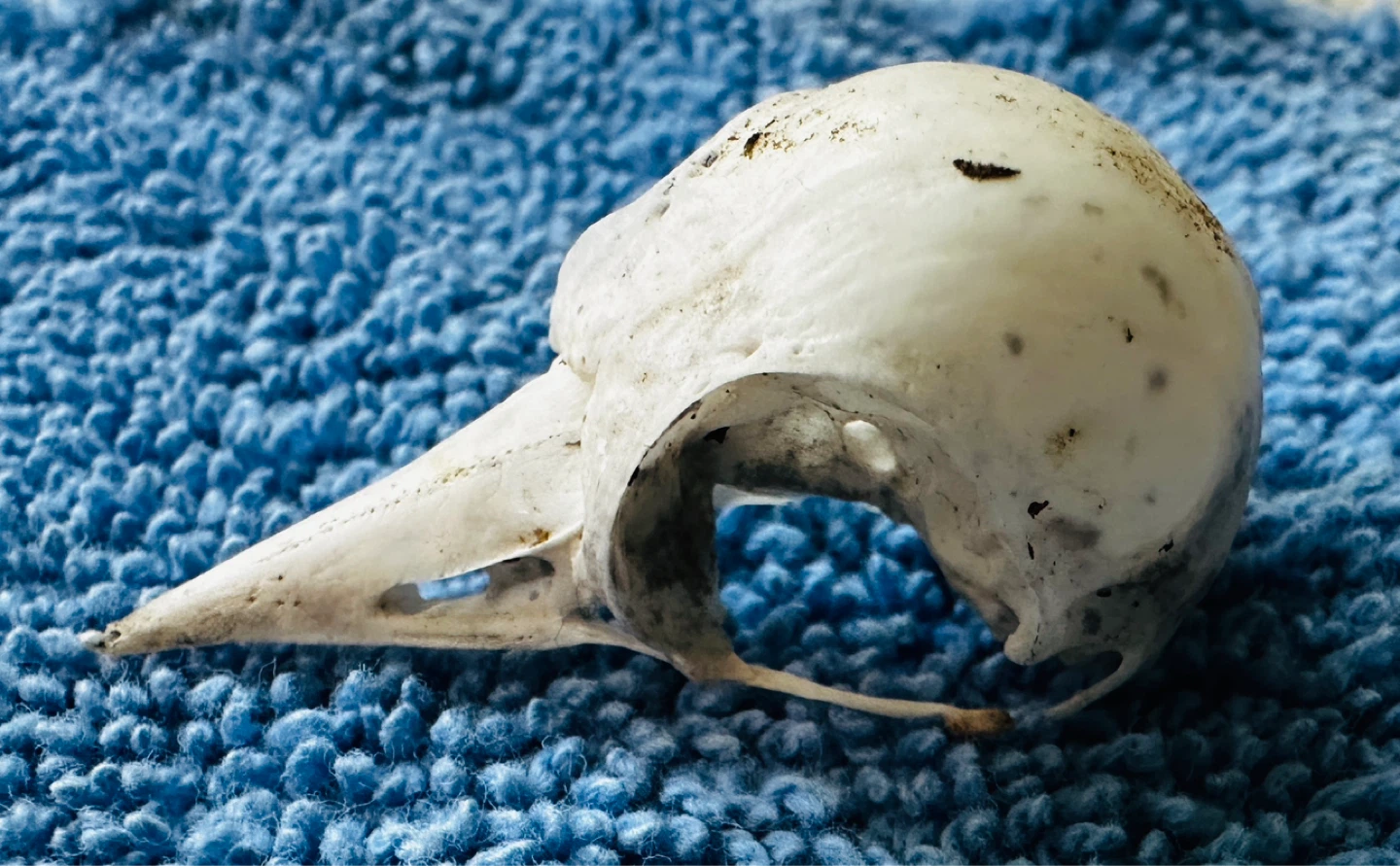 Donated Small Bird Skull - Bone Specimen… - photo 3