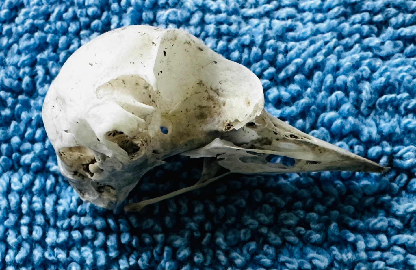 Donated Small Bird Skull - Bone Specimen… - photo 4