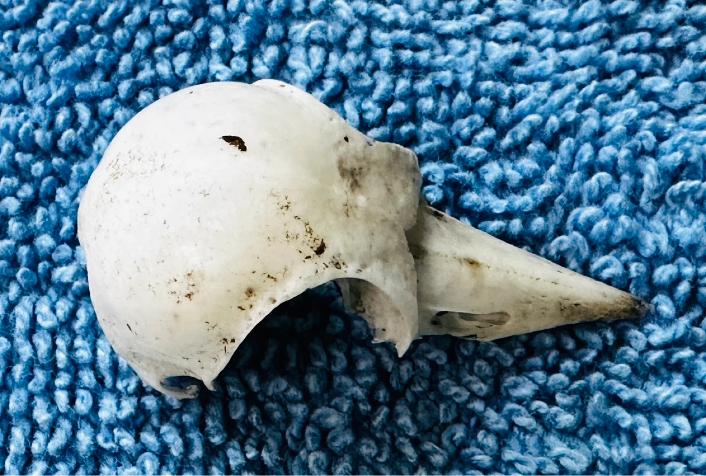 Donated Small Bird Skull - Bone Specimen… - photo 2