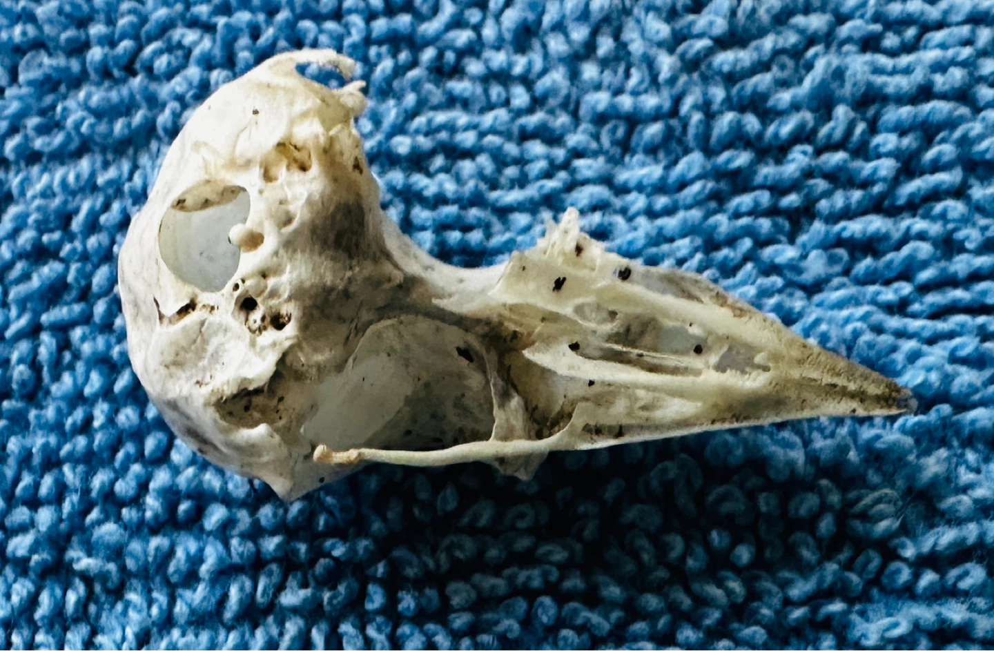 Donated Small Bird Skull - Bone Specimen… - photo 5