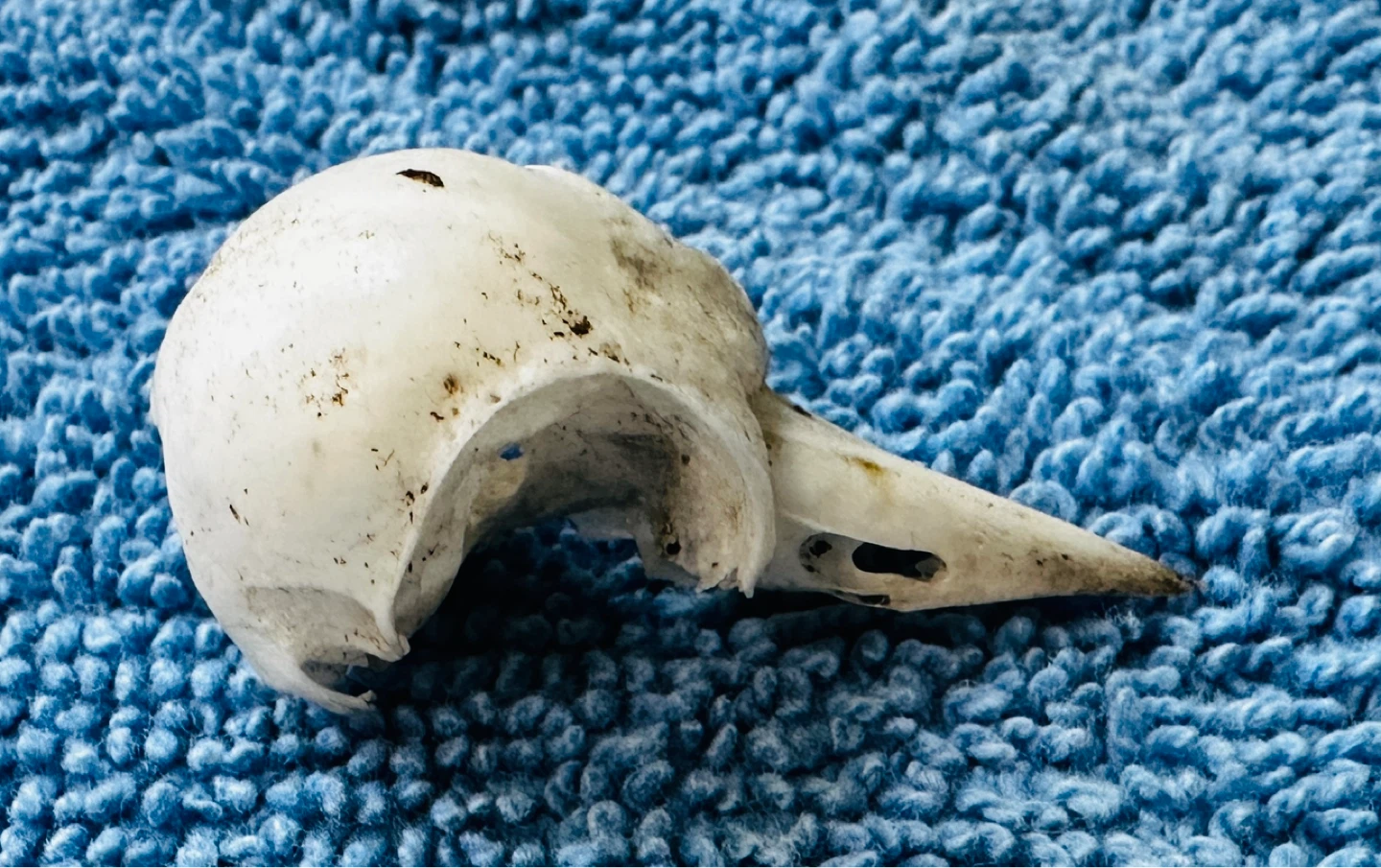 Donated Small Bird Skull - Bone Specimen…
