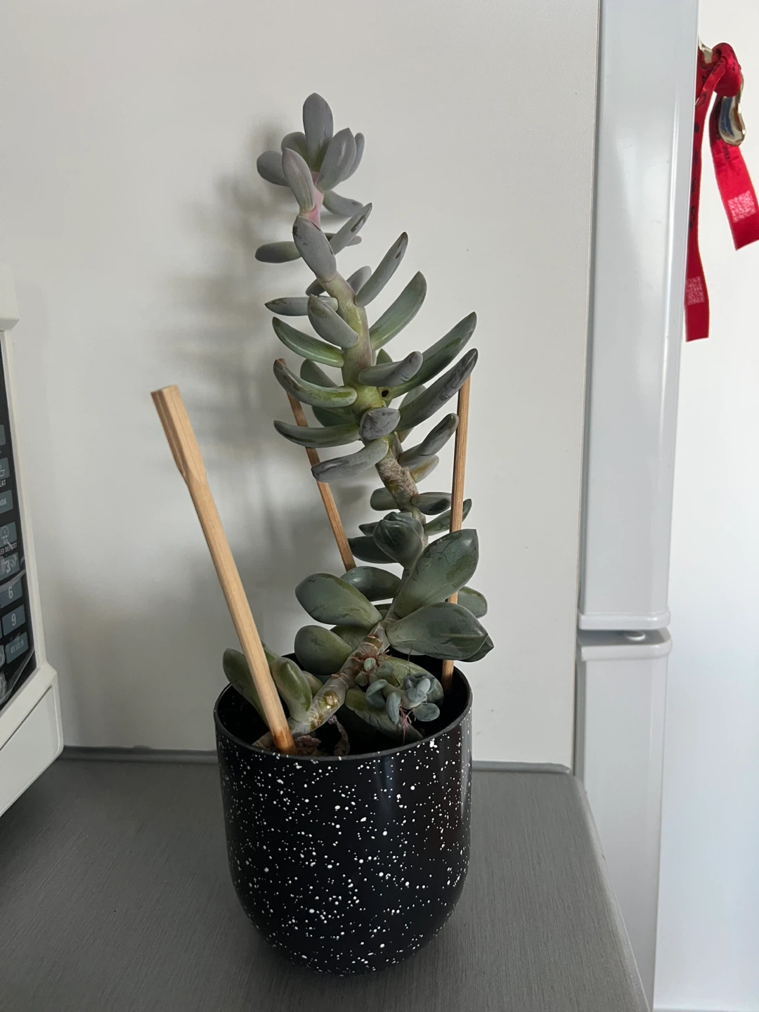 Plant #3: Succulent Plant in Speckled Black Pot - photo 2