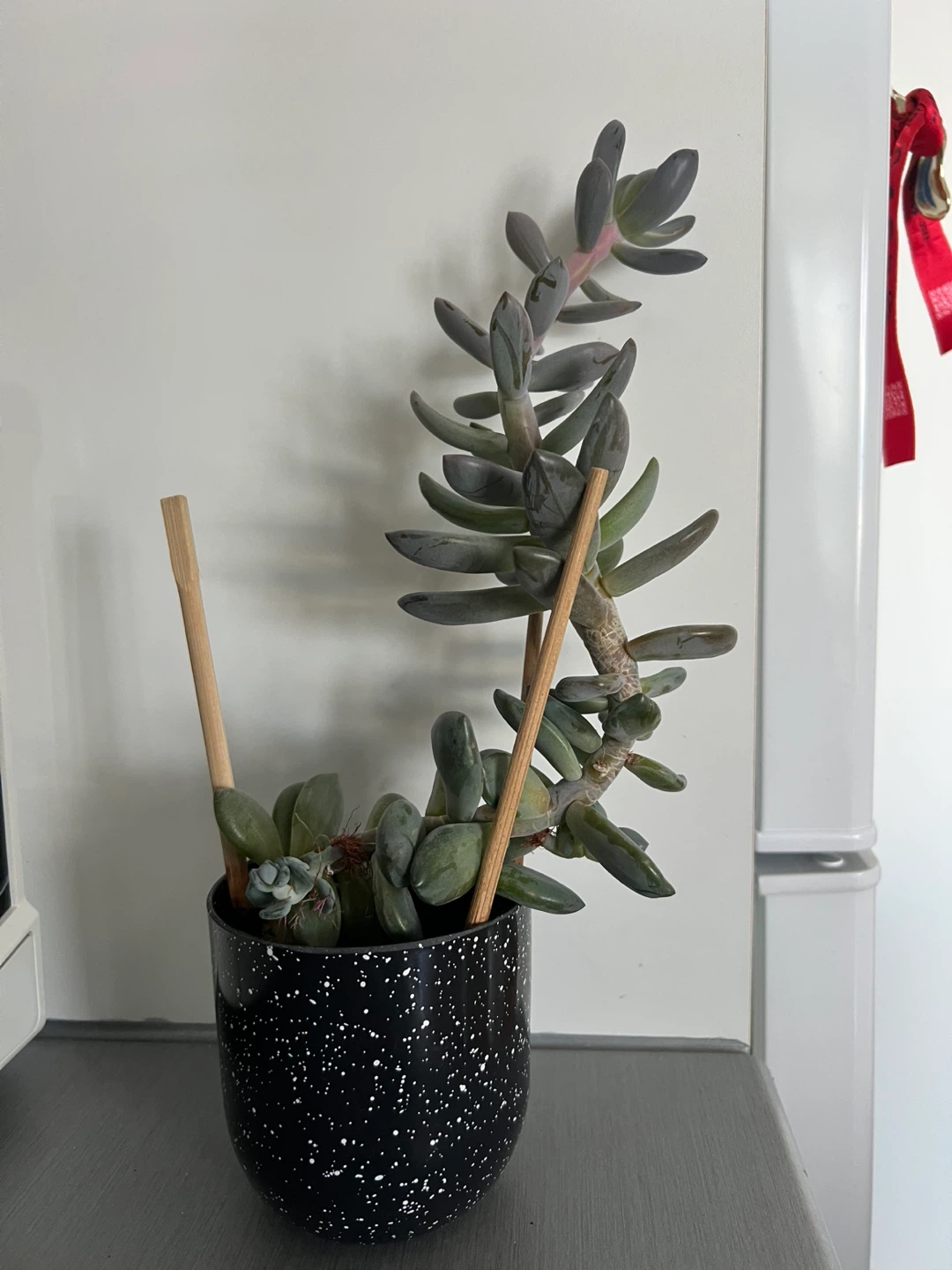 Plant #3: Succulent Plant in Speckled Black Pot