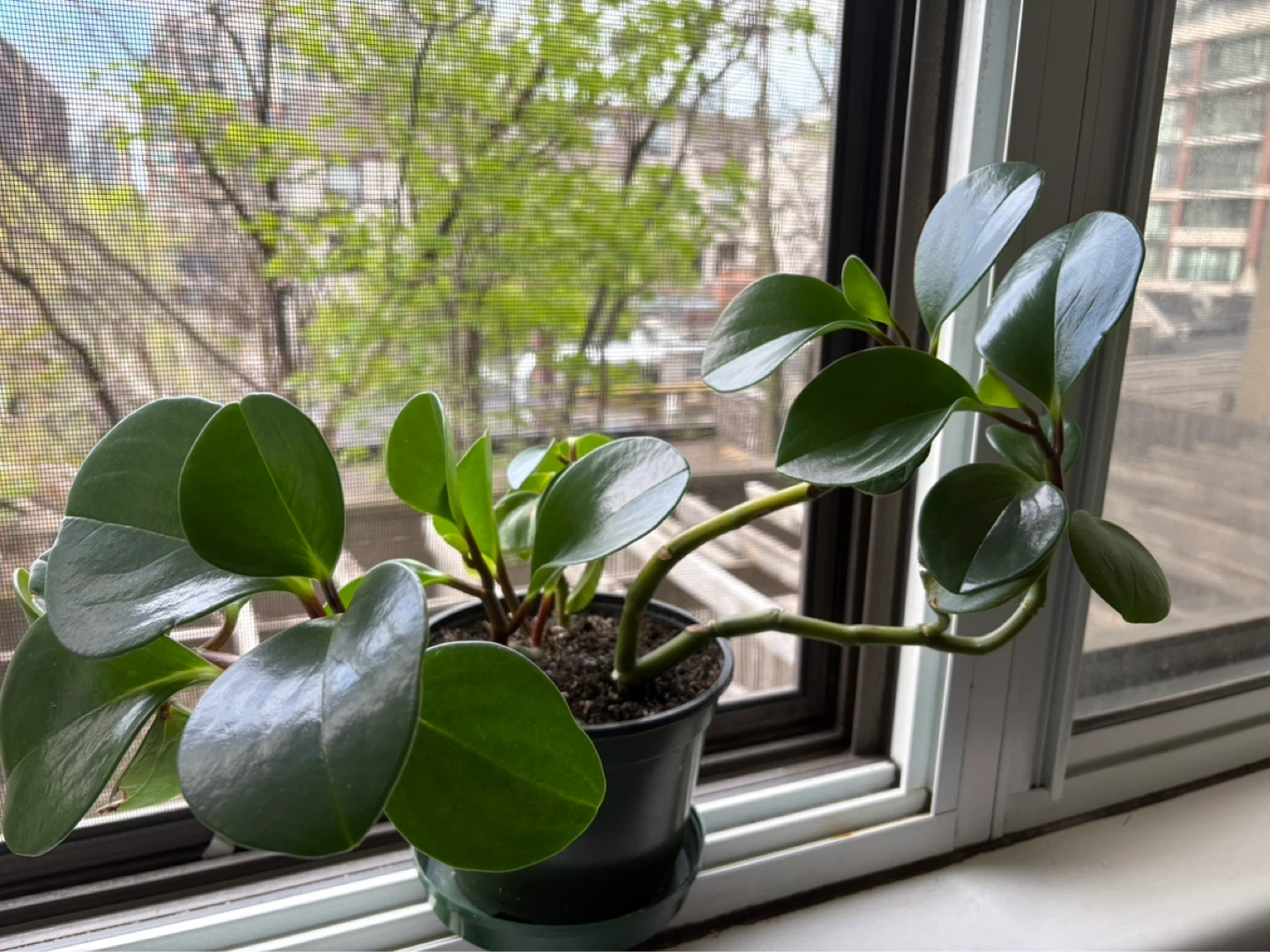 Peperomia in a 5 inch pot_ - photo 2