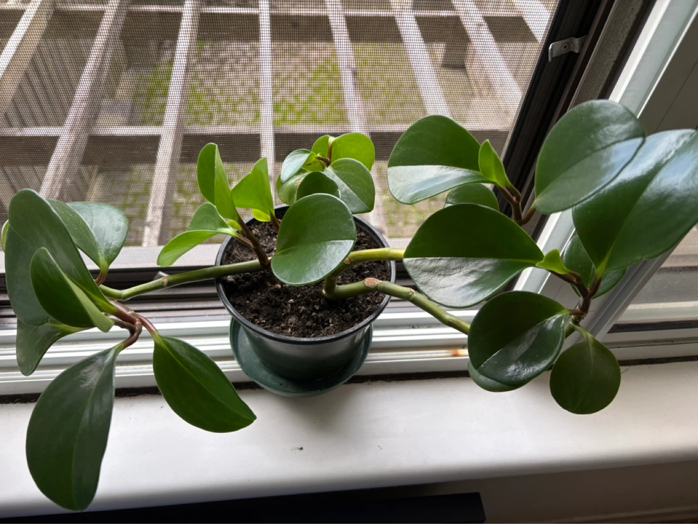 Peperomia in a 5 inch pot_