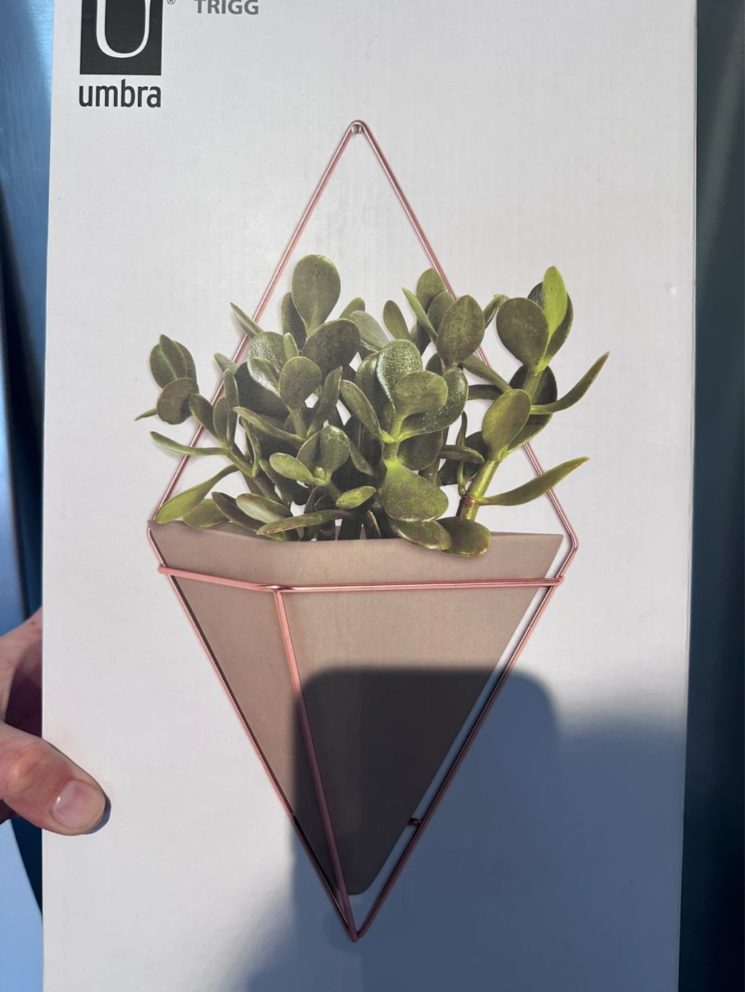 Umbra Trigg wall decor / planter