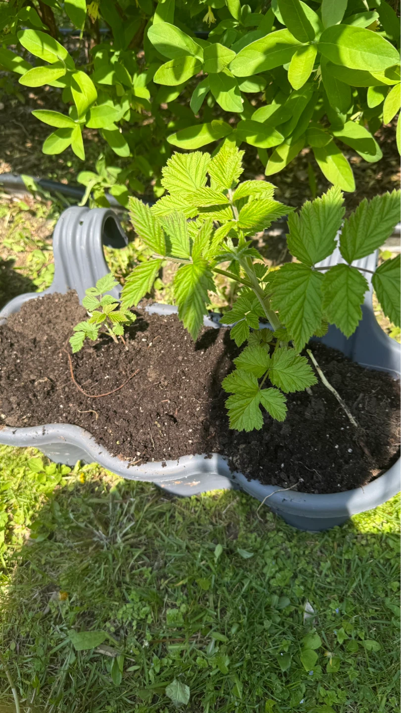 Raspberry Plant in Planter