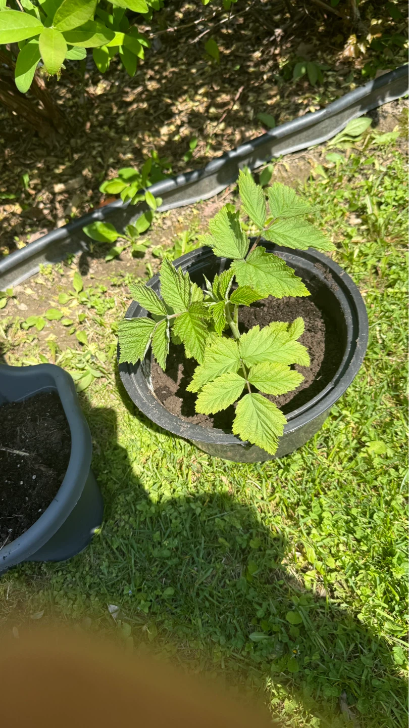 Potted Raspberry Plant