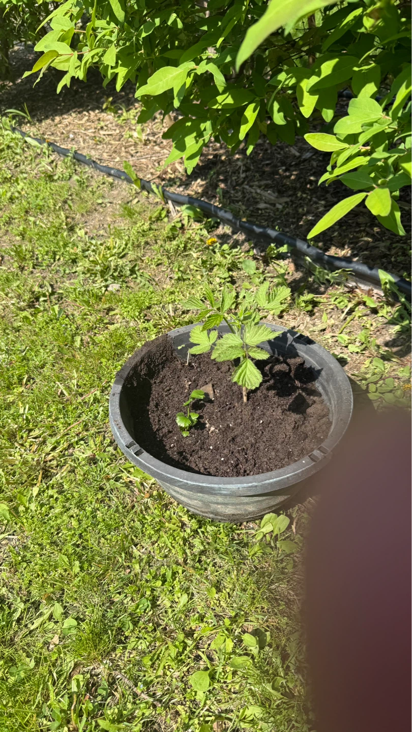 Potted Plant with Drip Irrigation
