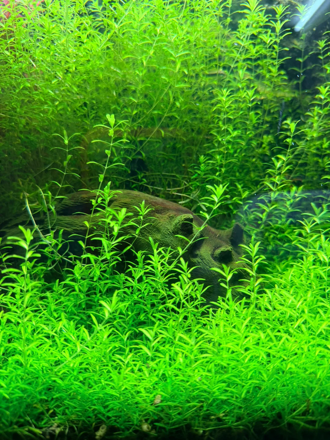 Narrow Leaf Pearl Grass 5 stems