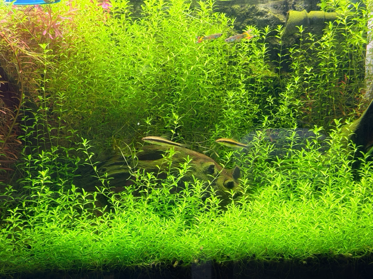 Narrow Leaf Pearl Grass 5 stems - photo 2