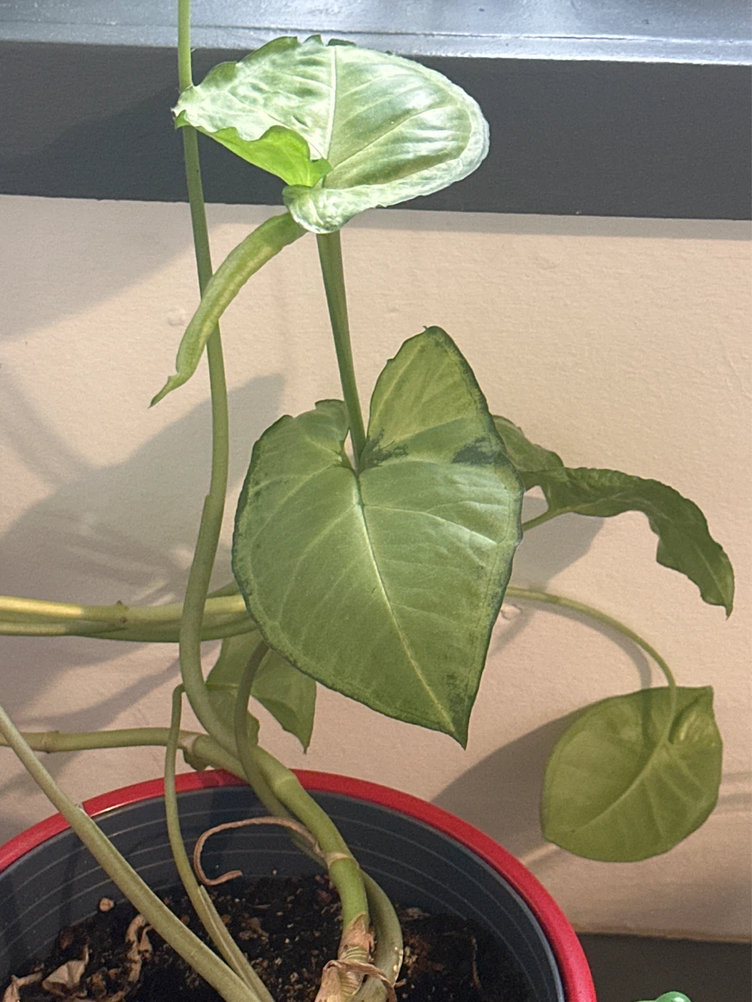 Live Arrowhead Plant