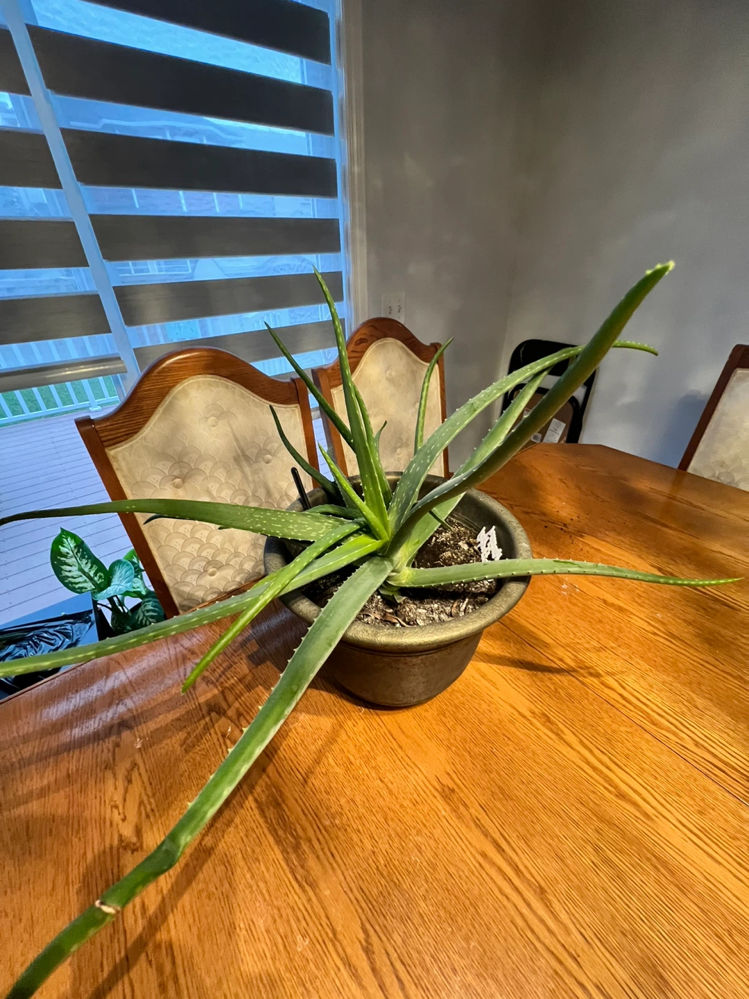 Aloe Vera plant