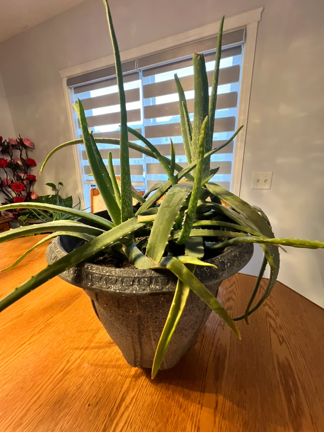 Pot with 3 aloe plants in it
