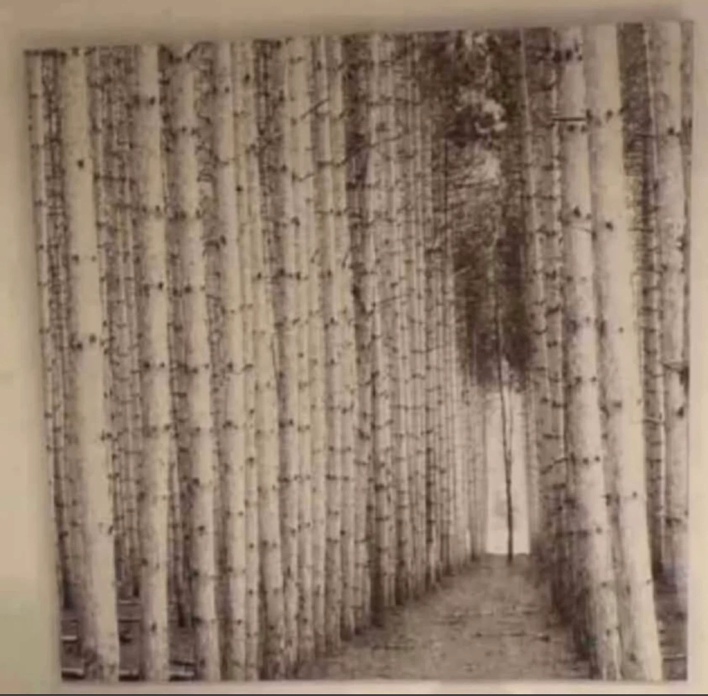 Canvas Wall Art48”/48” - Birch Forest Scene