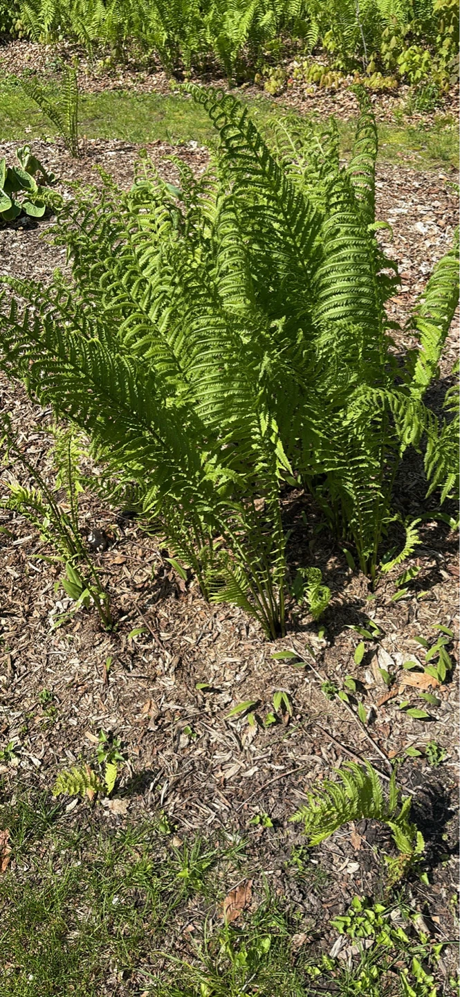 Lush Fern Plant