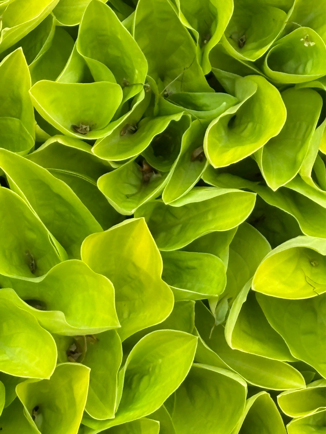 Variegated Hosta Plant - photo 2